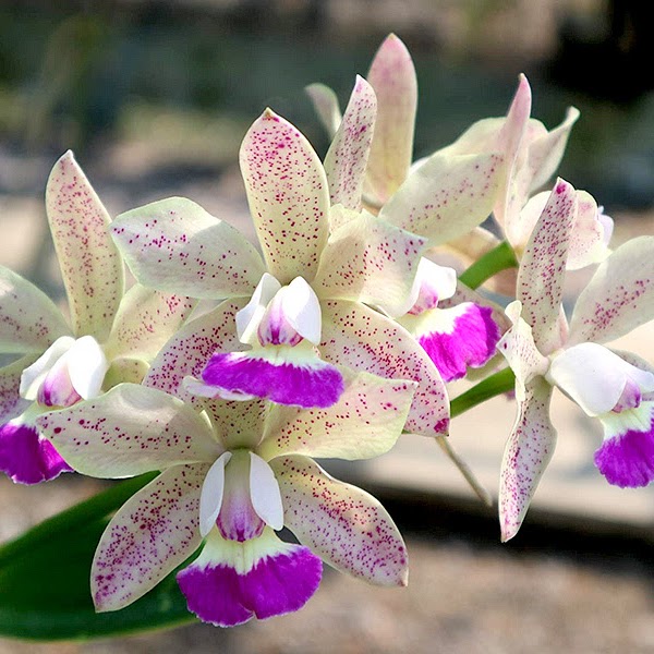 Cattleya Jairak Cute (C. Thosphol Spot x C. Jairak Dolly) — Cattleya, Natt's Orchids