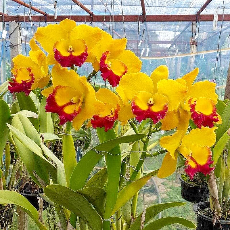 Rhyncholaeliocattleya Yen Golden Sensation 'Mu' (Rlc. Macao x Rlc. Yen Twentyfour Carat) — Cattleya, Natt's Orchids