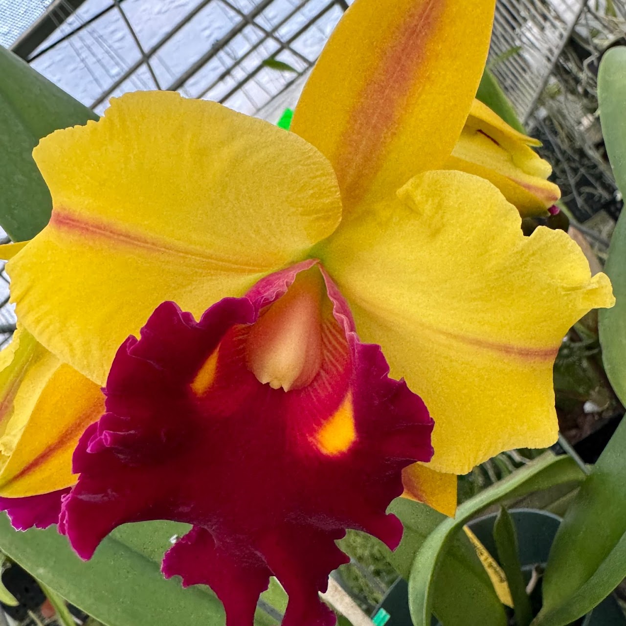 Rhyncholaeliocattleya Shinfong Castle 'Lightning' (Chunyeah x Toshie Aoki) — Cattleya, Natt's Orchids