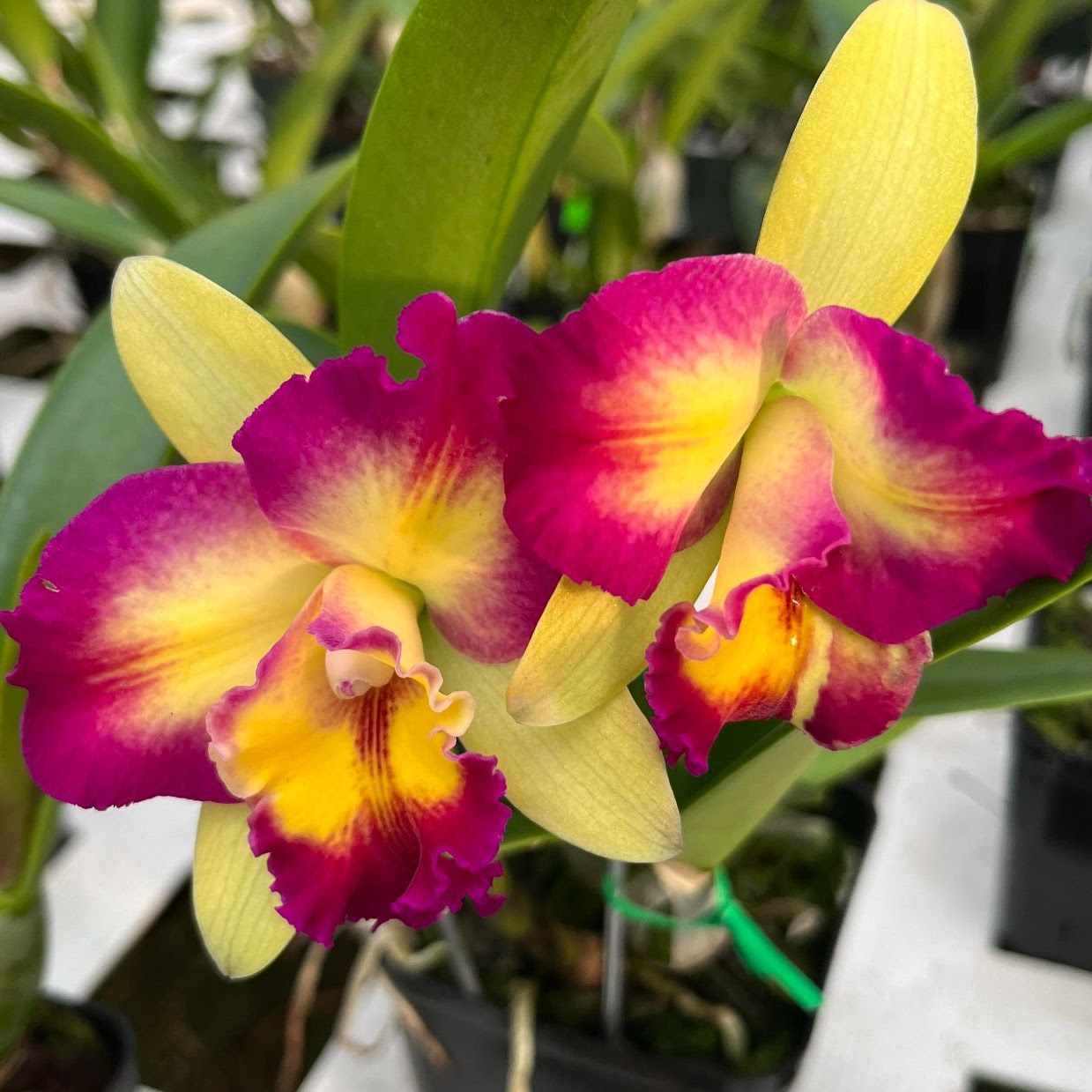 Rhyncholaeliocattleya Shin Shiang Diamond (Kat-Esun x Tzeng-Wen Beauty) — Cattleya, Natt's Orchids