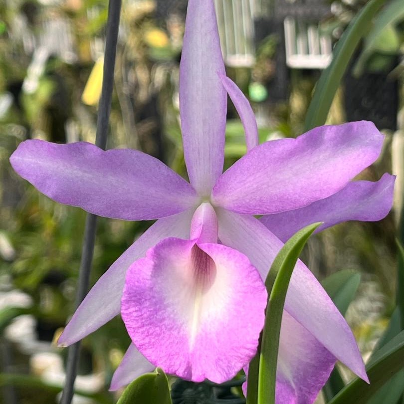 Brassanthe (Bc) Elizabeth (4N) (Bnodosa x Guarianthe skinneri) — Cattleya, Natt's Orchids