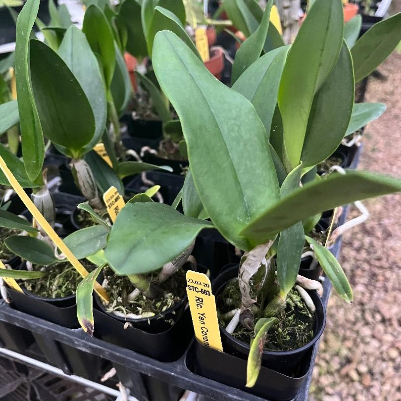 Rhyncholaeliocattleya Yen Corona 'Gienies' (C Brazilian Treasure x Rlc Memoria Helen Brown ) — Cattleya, Natt's Orchids