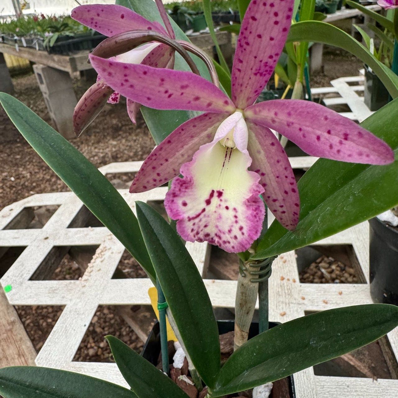 BrassocatantheTaiwan Mermaid 'STK' (Brassanthe Maikai x C Thospol Spot) — Cattleya, Natt's Orchids