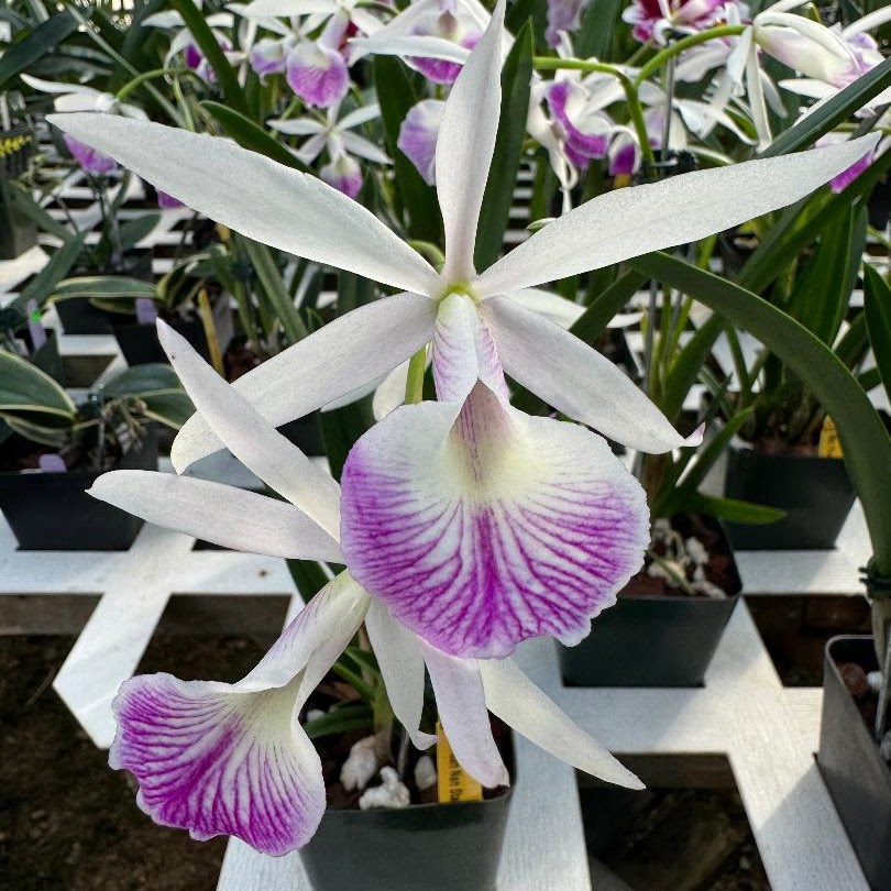 Brassocattleya Yuan Nan Star War (C Memoria Robert Strait x Bc Wonder Star) — Cattleya, Natt's Orchids