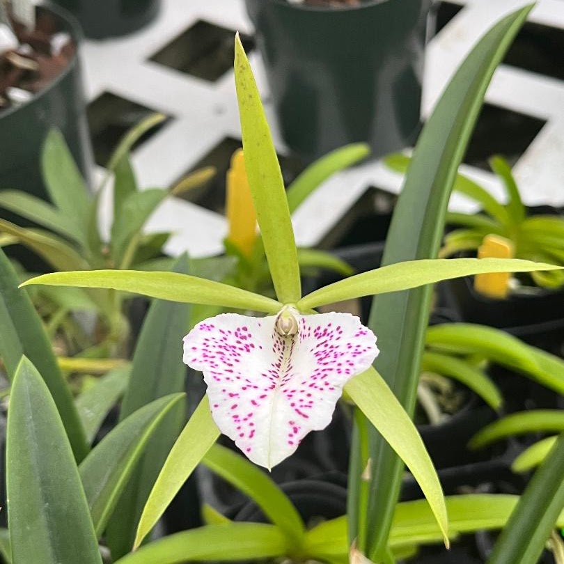 Brassocattleya Nakornpathome Silver (Bc Binosa x Bnodosa) — Cattleya, Natt's Orchids