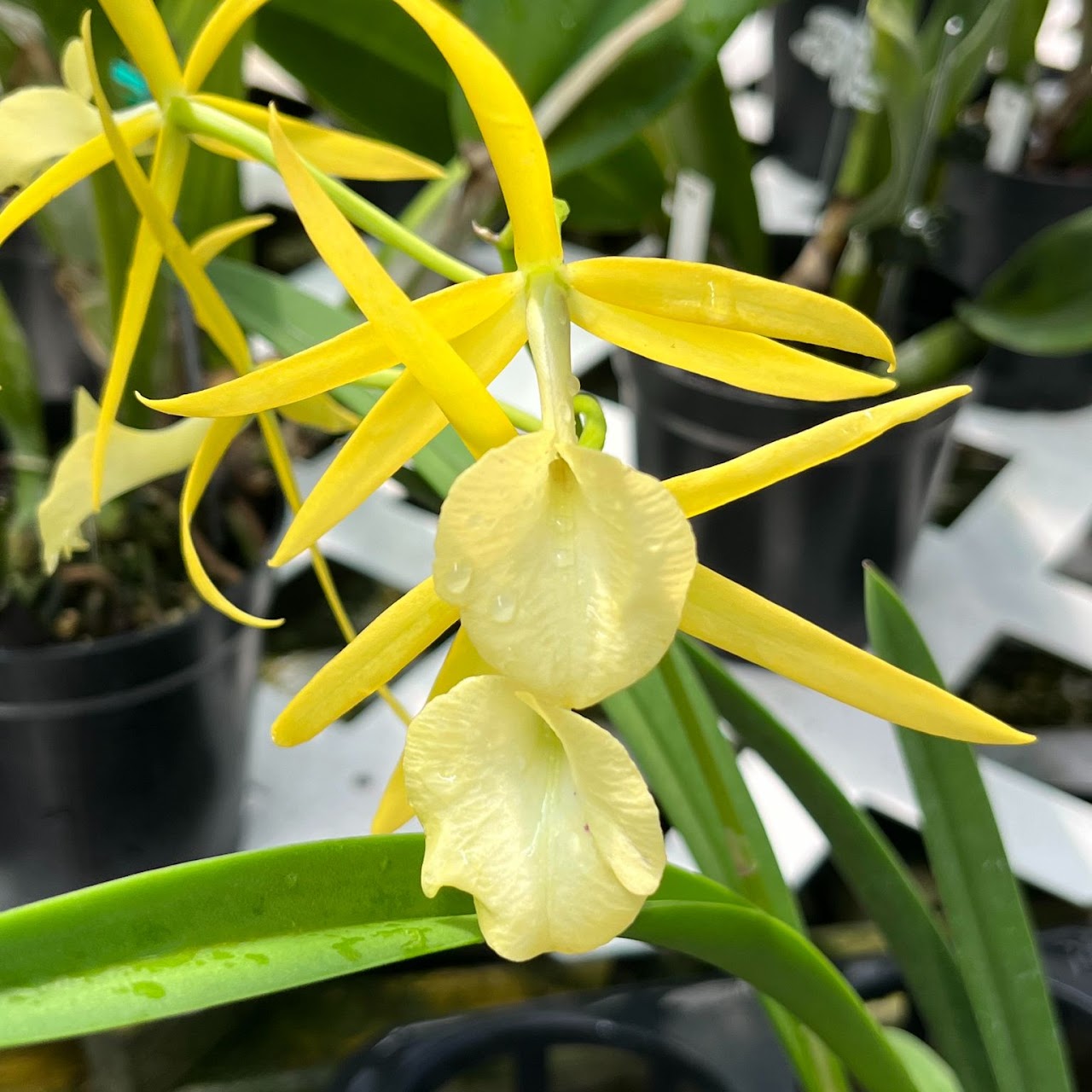Brassocattleya Yellow Bird (Bnodosa x Bc Richard Mueller) — Cattleya, Natt's Orchids