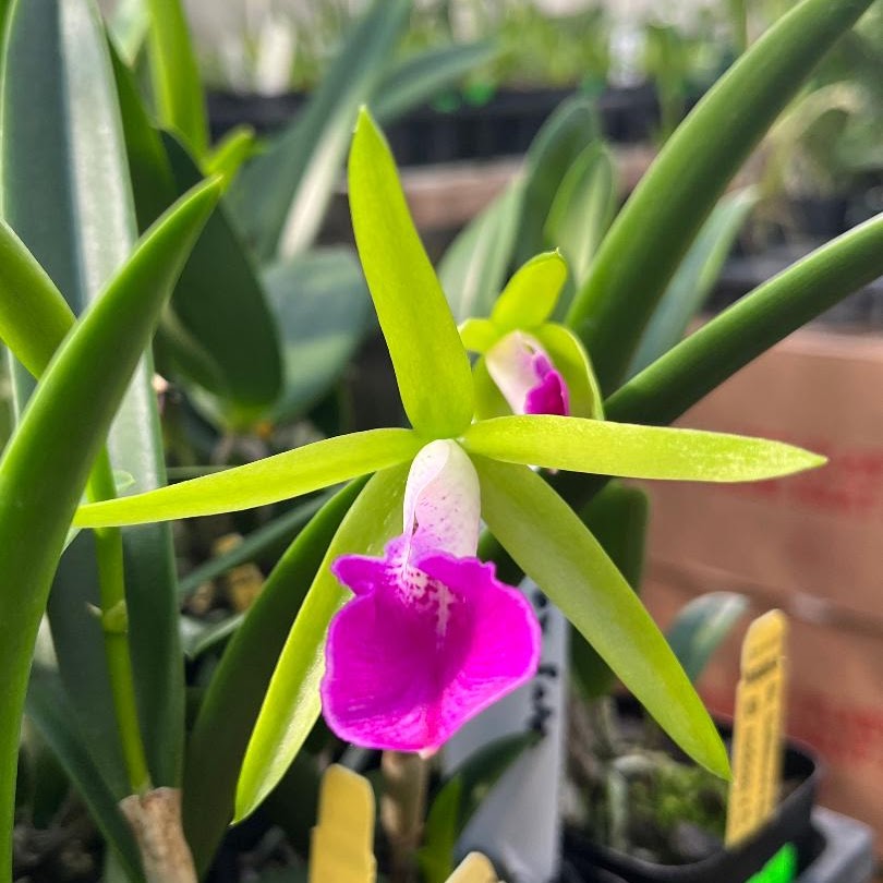Brassocattleya Gulfshore's Beauty 'Green Gem' (BC. Carnival Kids) (Bnodosa x Cdormaniana) — Cattleya, Natt's Orchids