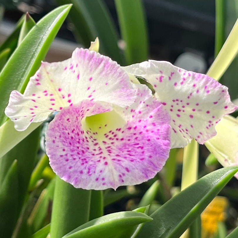 Bc. Air Mososa 'Mickey Mouse' (Moscombe x nodosa) — Cattleya, Natt's Orchids