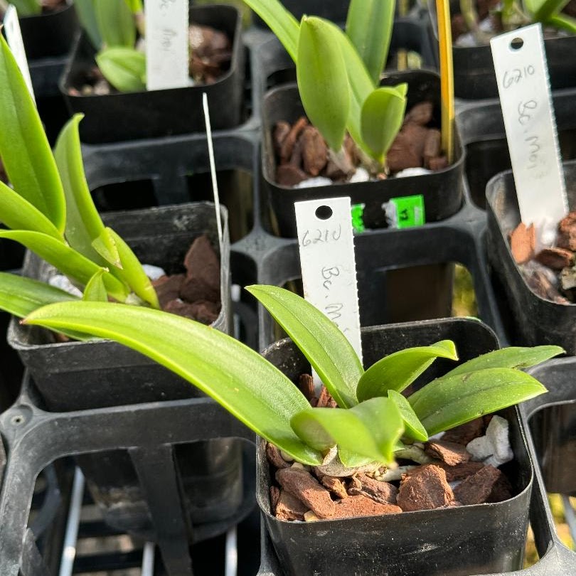 Brassocattleya Moi (B. nodosa x C. Fascelis) — Cattleya, Natt's Orchids