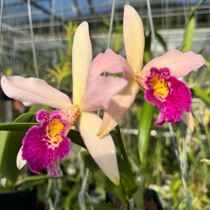 Rhynchobrassoleya (Golden Tang x Richard Mueller) — Cattleya, Natt's Orchids
