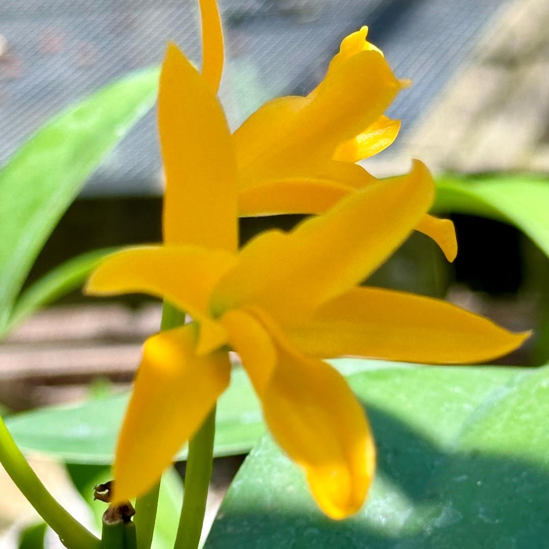 Cattleya aurantiaca var aurea — Cattleya, Natt's Orchids