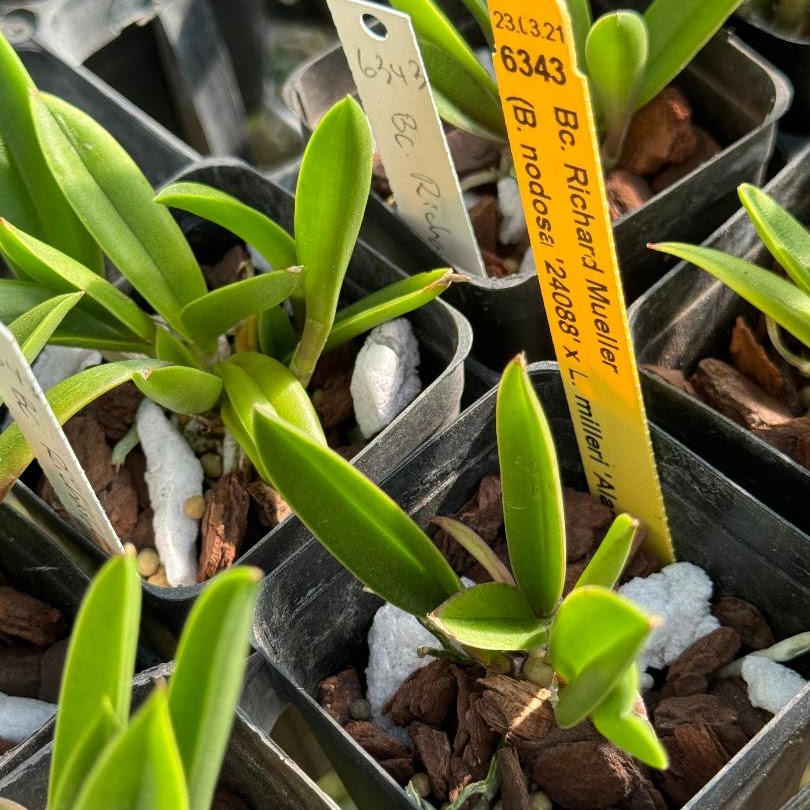 Brassocattleya Richard Mueller (B. nodosa x C. milleri) — Cattleya, Natt's Orchids
