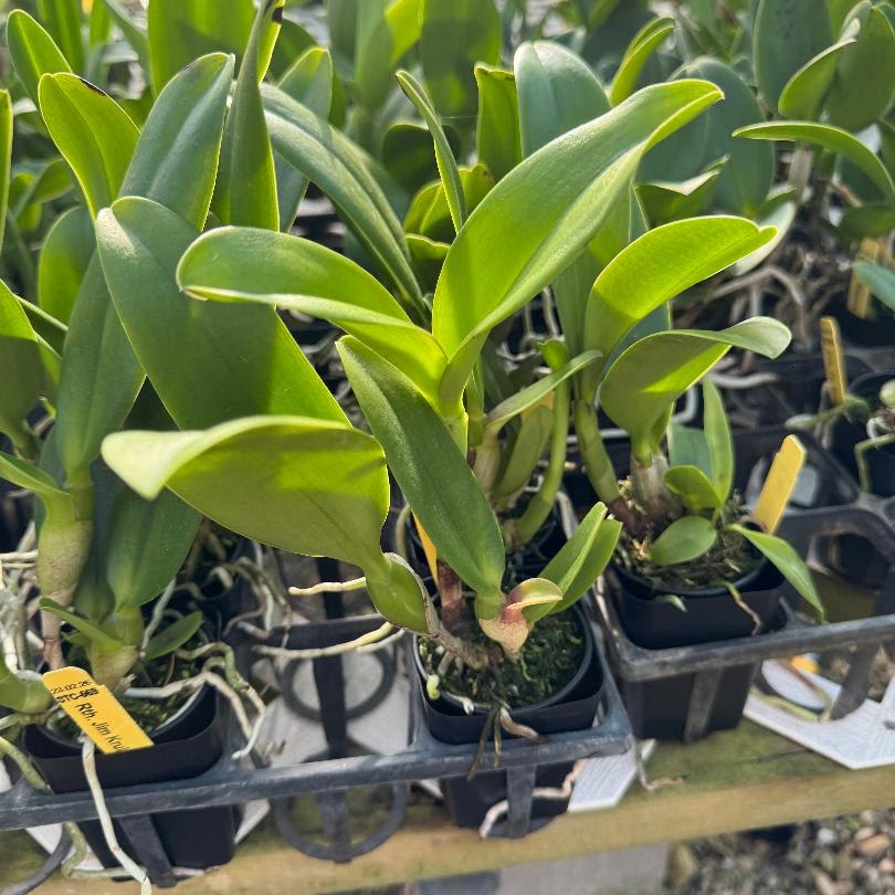 Rhyncattleanthe Jim Krull 'Hunabu' (Ctt. Hazel Boyd x Rth. Orange Nuggett) — Cattleya, Natt's Orchids