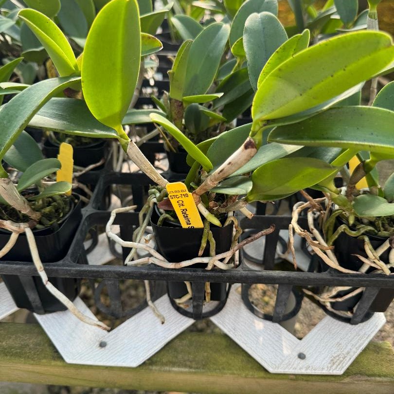 Cattlianthe Ratsima Spot (Ctt. Varut Startrack x C. aclandiae) — Cattleya, Natt's Orchids