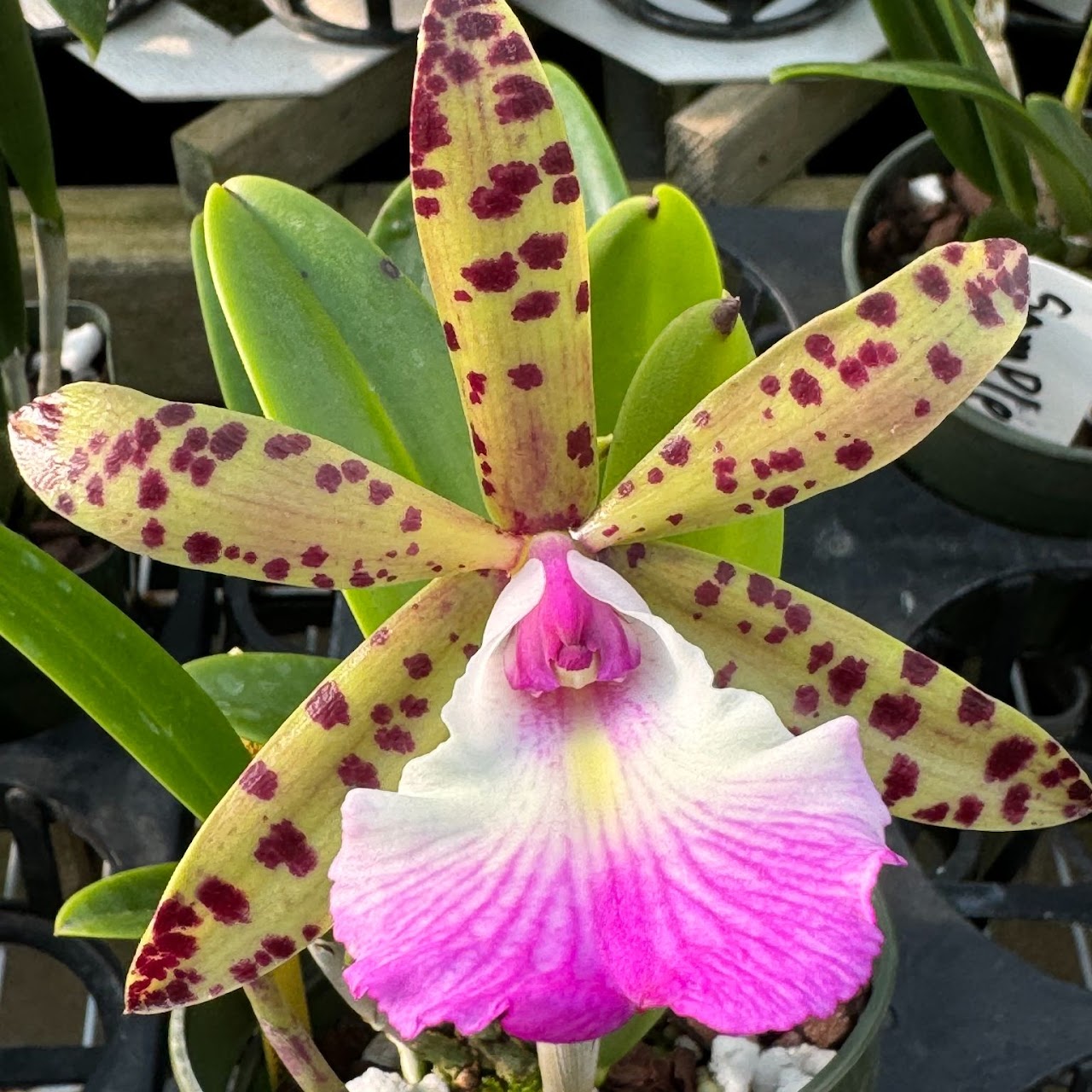 Brassocattleya Theresa Ricci (Bc Hippodamia x Caclandiae) — Cattleya, Natt's Orchids