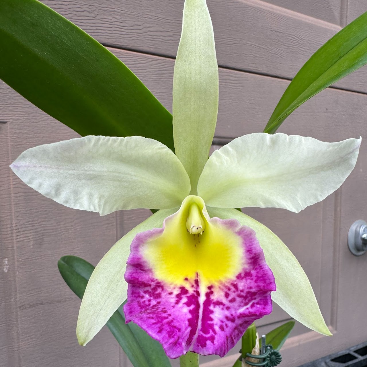 Rhyncholaeliocattleya Shinfong Gold Gem 'Golden Jewel' x Bc. Tetradip 'Junko' — Cattleya, Natt's Orchids