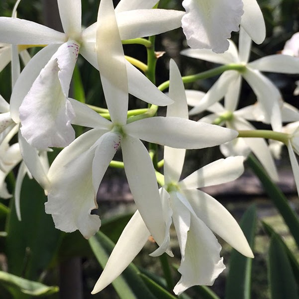 Brassocattleya Jairak Snow (Cattleya luteola x B Little Stars) — Cattleya, Natt's Orchids
