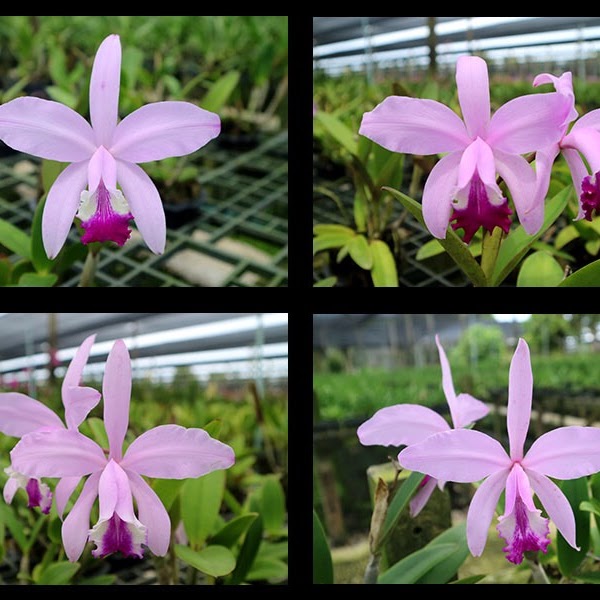 Cattleya Claradiana (Cintermedia 'Blue' x lueddemanniana) — Cattleya, Natt's Orchids