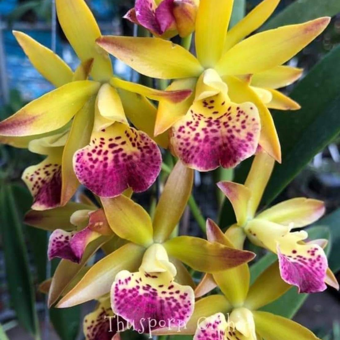 Brassocatanthe Suwan's Bird (Bc Yellow Bird x Catt Loog Tone) — Cattleya, Natt's Orchids