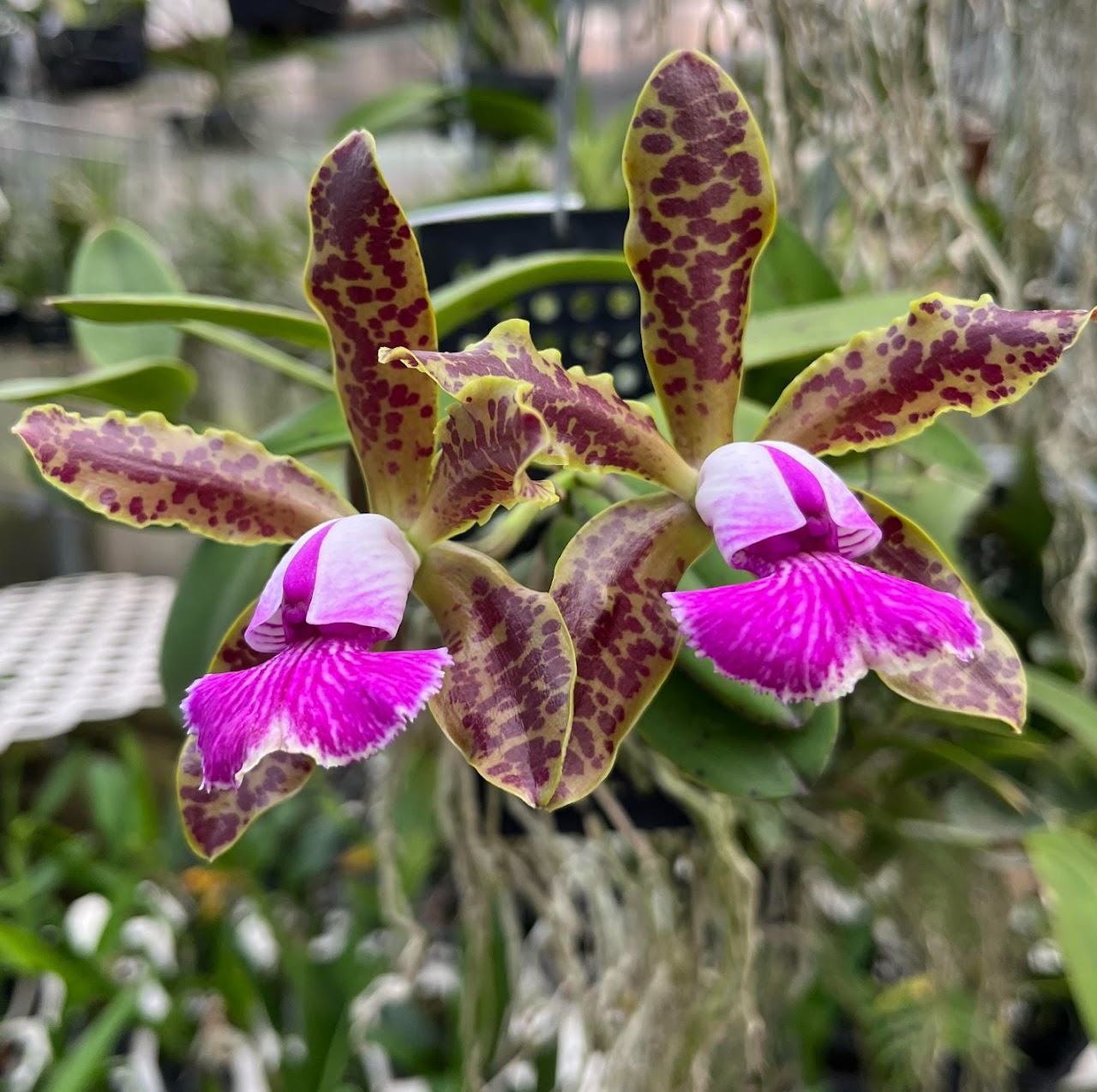 Cattleya (schilleriana x Jairak Pebble) — Cattleya, Natt's Orchids
