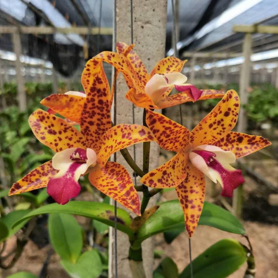 Cattlianthe Wassana Elegente (Cattlianthe Loog Tone x C Jungle Elf) — Cattleya, Natt's Orchids