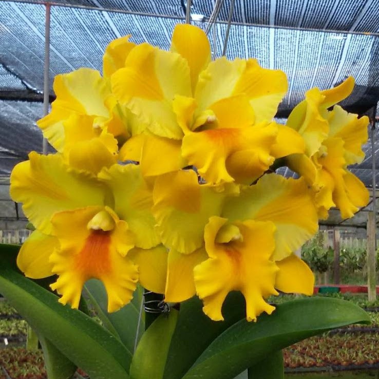 Rhyncattleanthe Nell Hammer (Rlc Haadyai Delight x Ctt Varut Startrack ) — Cattleya, Natt's Orchids