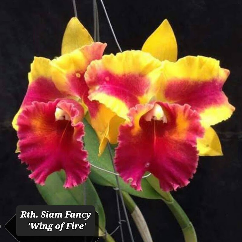 Rhyncattleanthe Siam Fancy 'Wing of Fire' (Rth Thai Song x Rlc Yen Twentyfour Carat) — Cattleya, Natt's Orchids