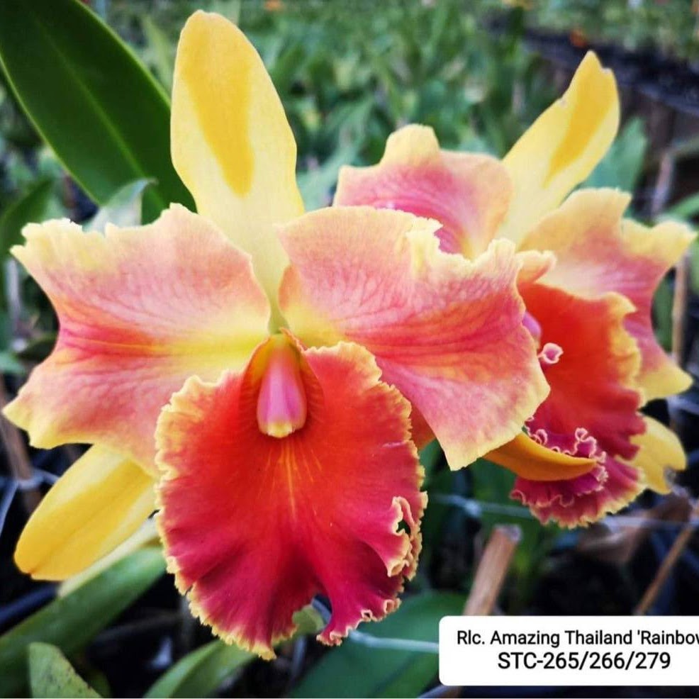 Rhyncholaeliocattleya Amazing Thailand 'Rainbow' (Rlc Haadyai Delight x C Brazilian Treasure) — Cattleya, Natt's Orchids