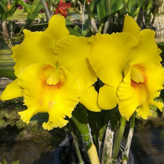 Rhyncholaeliocattleya Atardecer Palmareno 'Thongsuk Delight-Ruby Lip' #2 ( Haadyai Delight x Shinfong Anger) — Cattleya, Natt's Orchids