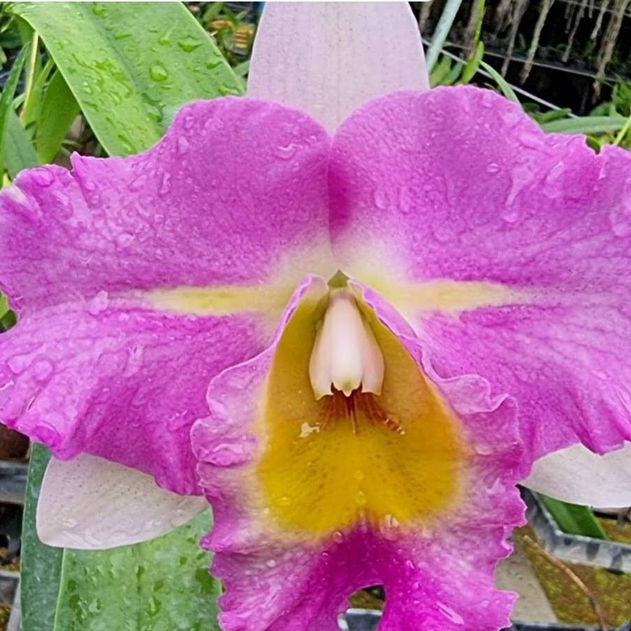 Rhyncholaeliocattleya STK Song (Rlc Haadyai Delight x C Mari's Song — Cattleya, Natt's Orchids