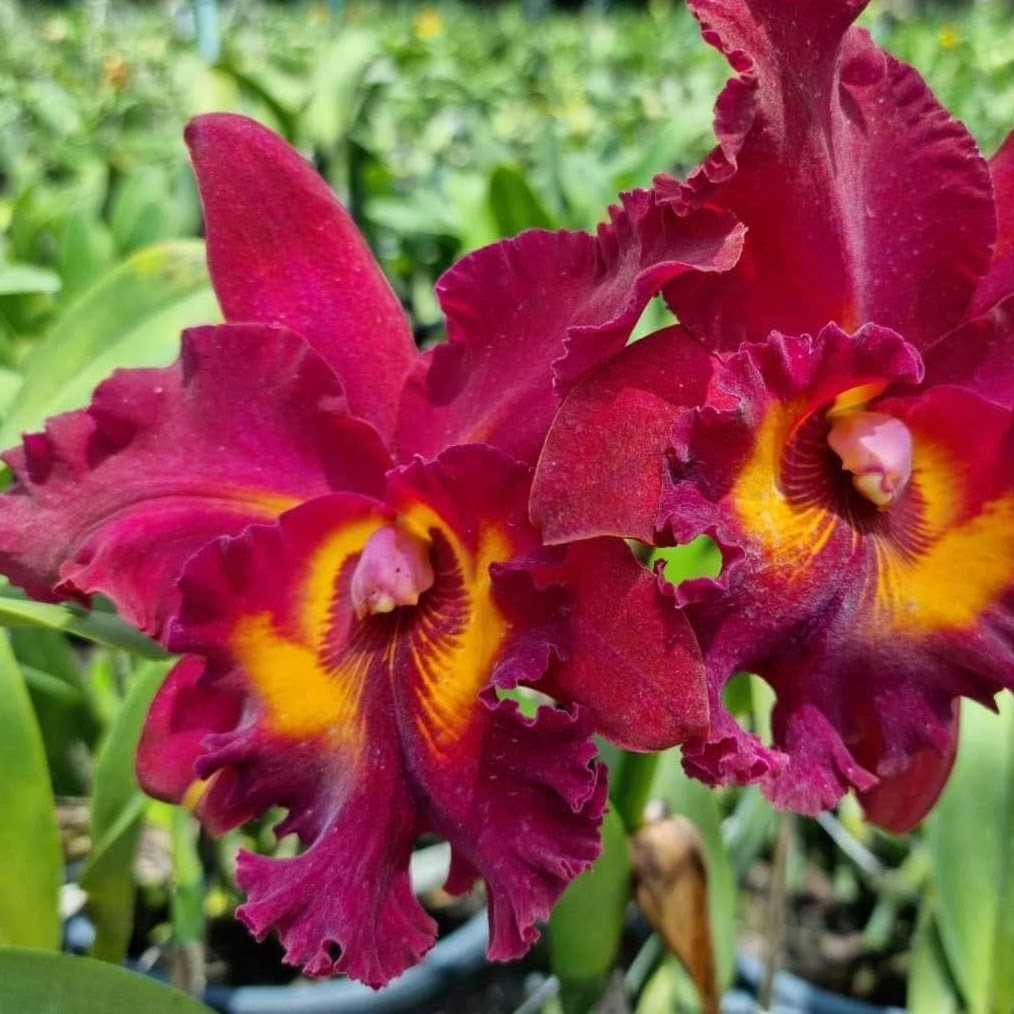 Rhyncholaeliocattleya Chao Praya Red (Rlc Kanueng-Nid x Tainan City) — Cattleya, Natt's Orchids