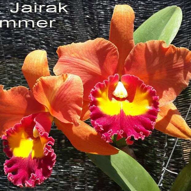 Rhyncholaeliocattleya Jairak Summer (Yen Twentyfour Carat x War Chant) — Cattleya, Natt's Orchids