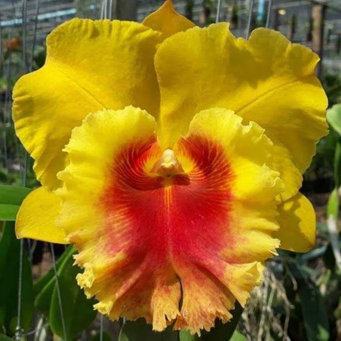 Rhyncholaeliocattleya NP Gold 'Nawapol' ( Angkinantana x Memoria Srivilas Gold ) — Cattleya, Natt's Orchids