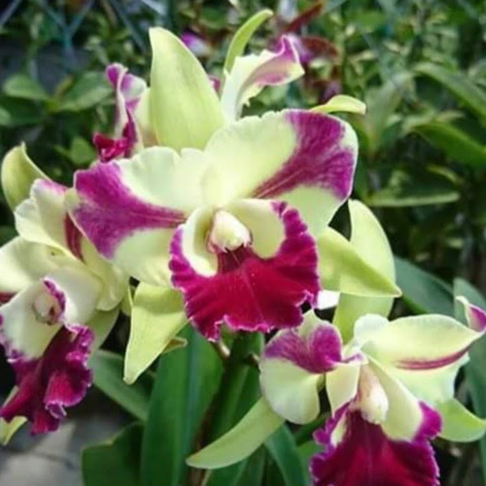 Rhyncholaeliocattleya Penny Helen (C Penny Kuroda x Rlc Memoria Helen Brown) — Cattleya, Natt's Orchids