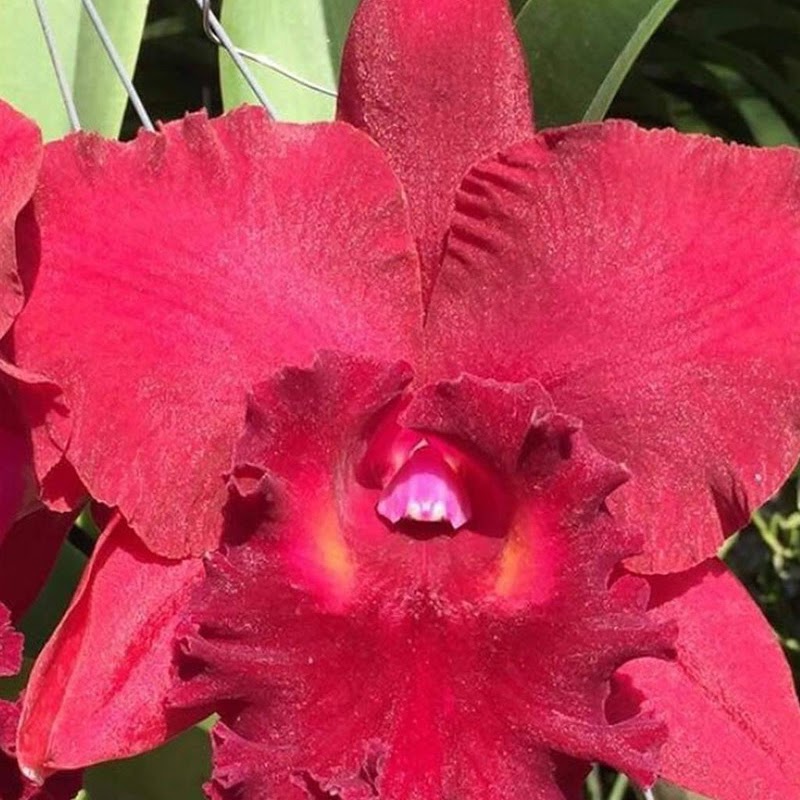 Rhyncholaeliocattleya Shinfong Lady (Rlc Red Cardinal x C Tainan City) — Cattleya, Natt's Orchids