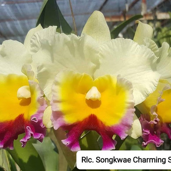 Rhyncholaeliocattleya Song Khwae Charming (Haadyai Delight x Memoria A-Nunt Meesangnil) — Cattleya, Natt's Orchids