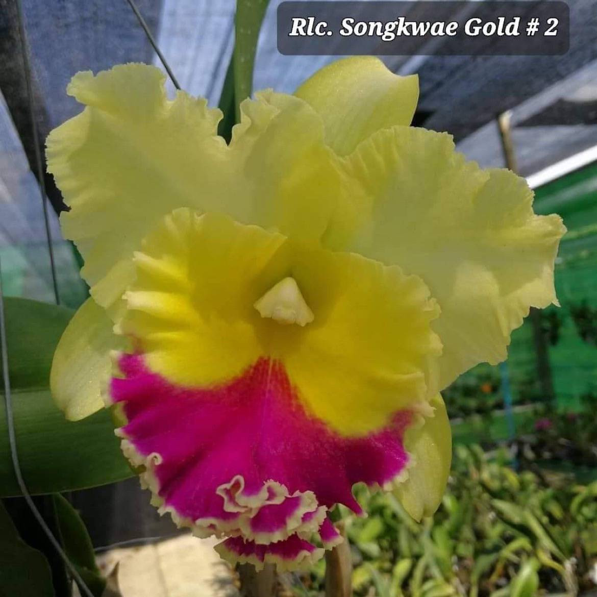 Rhyncholaeliocattleya Song Khwae Gold #2 (Haadyai Delight x Thongsupran) — Cattleya, Natt's Orchids
