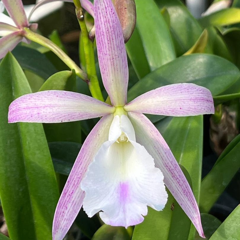 Brassocattleya Walter August (C Summer Spot x Bnodosa) — Cattleya, Natt's Orchids