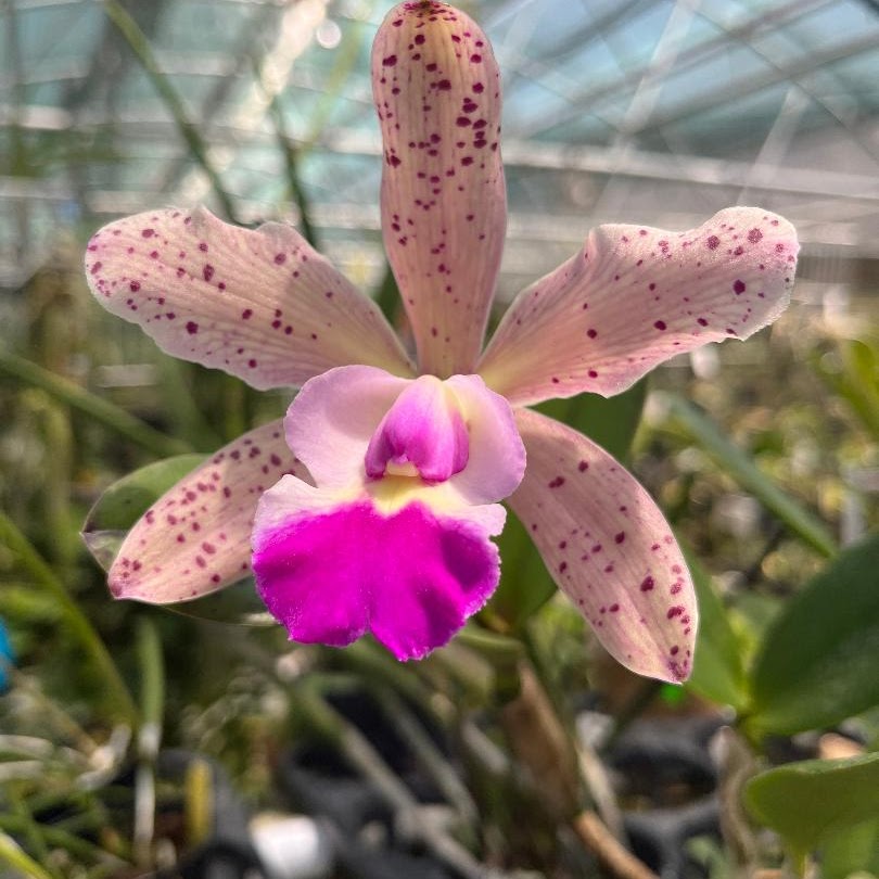C Small World x Summer Spot — Cattleya, Natt's Orchids