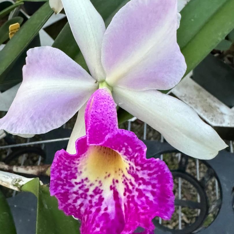 Rhynchobrassoleya Hsinying Hilo Dip (Bc Tetradip 'Junko' x Rlc Elegant Dancer 'Rouge') — Cattleya, Natt's Orchids