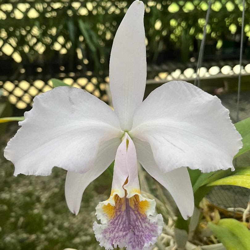 Cattleya mossiae v c oerulea — Cattleya, Natt's Orchids