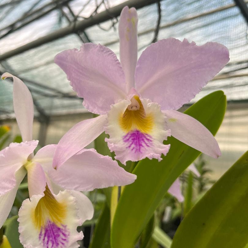 Cgaskelliana (var councilor x var semi alba) — Cattleya, Natt's Orchids