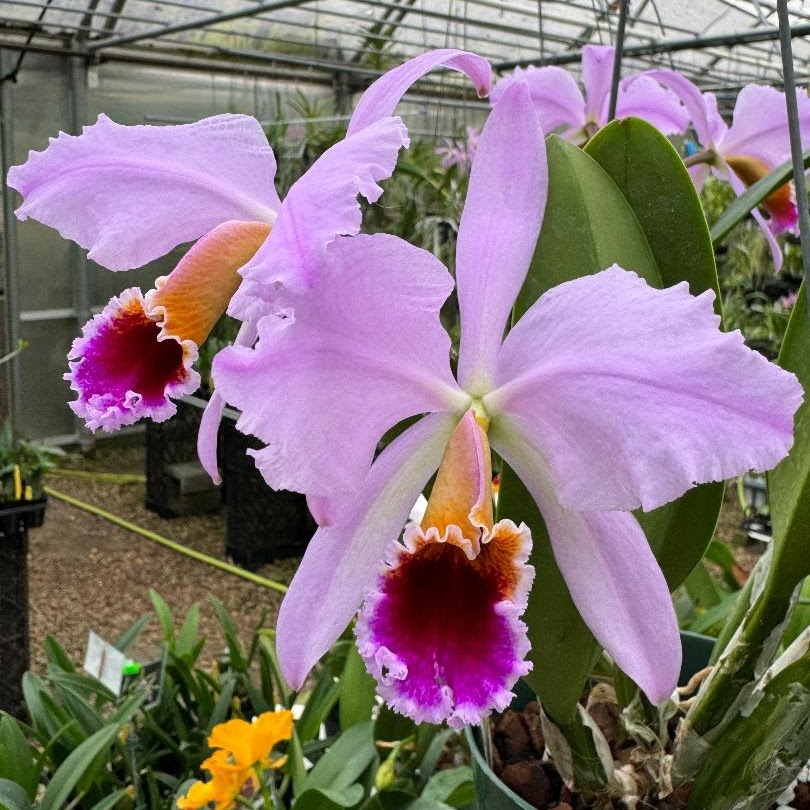 Cattleya percivaliana 'Summit' — Cattleya, Natt's Orchids