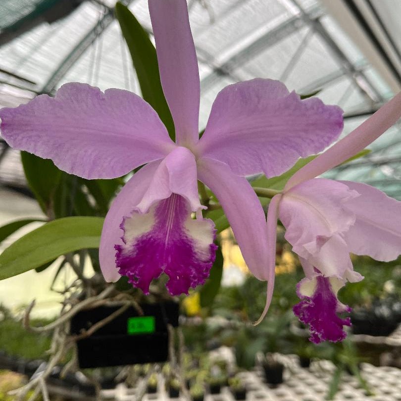 Clueddemanniana — Cattleya, Natt's Orchids