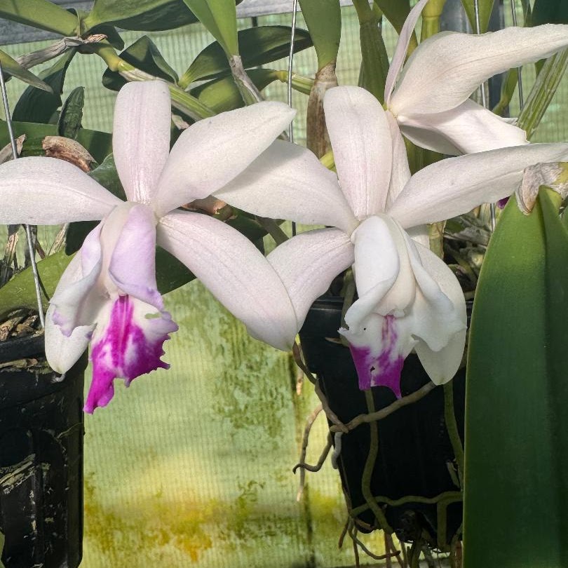 Cattleya intermedia — Cattleya, Natt's Orchids