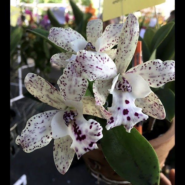 Cattleya Jairak Cosmos (C. Netrasiri Beauty x Aloha Case) — Cattleya, Natt's Orchids
