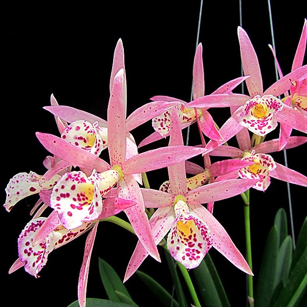 Brassocatanthe Jairak Finch (Brassocatanthe Hawaiian Treat x Jairak Red Star) — Cattleya, Natt's Orchids