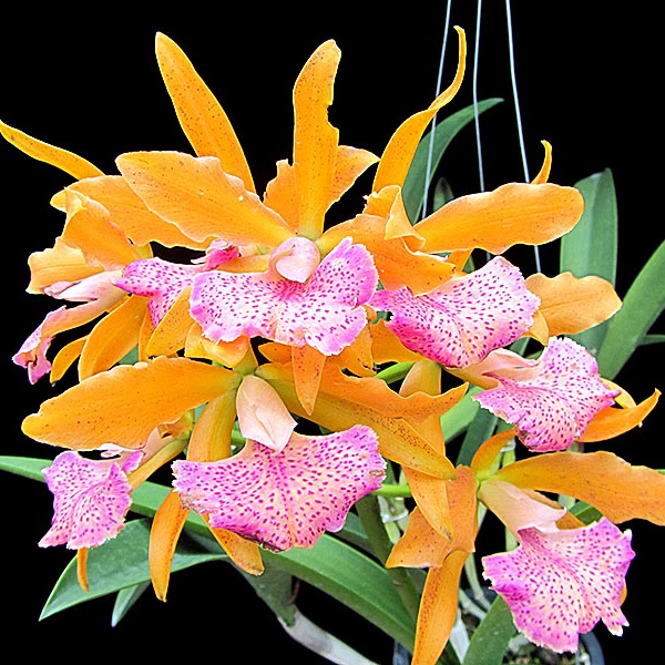 Rhynchobrassoleya Jairak Cornue (Rlc Tatarown x B Little Stars) — Cattleya, Natt's Orchids