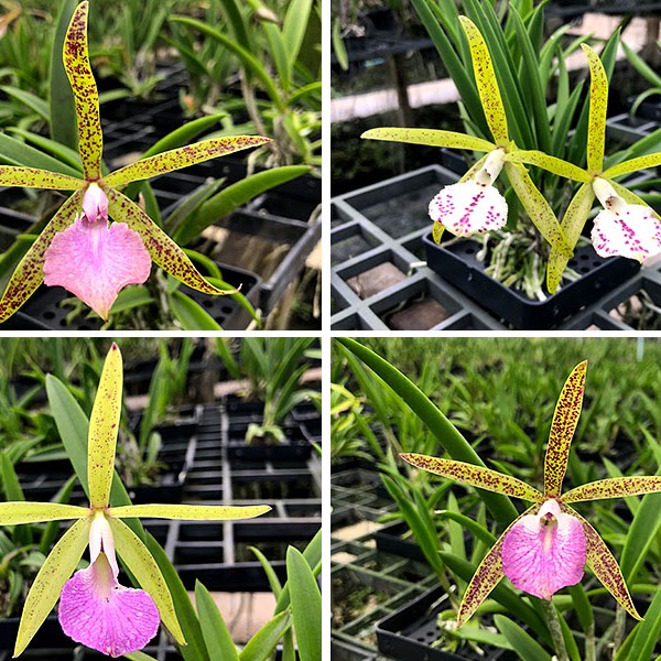 Cattleya Jairak Pebble x Brassavola Little Star — Cattleya, Natt's Orchids
