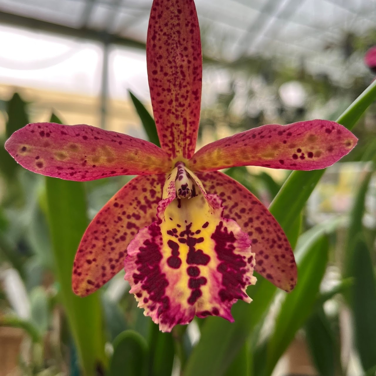 Brassocattleya Rustic Spots 'H&R' (Bc Richard Mueller x C Landate) — Cattleya, Natt's Orchids